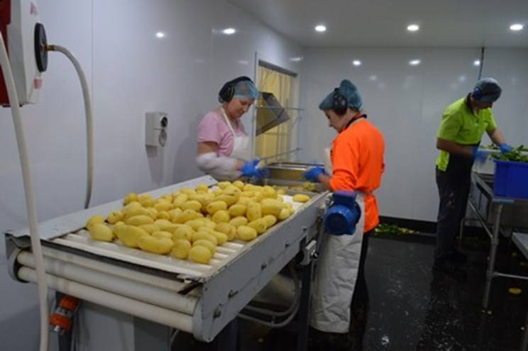 Processing Potatoes