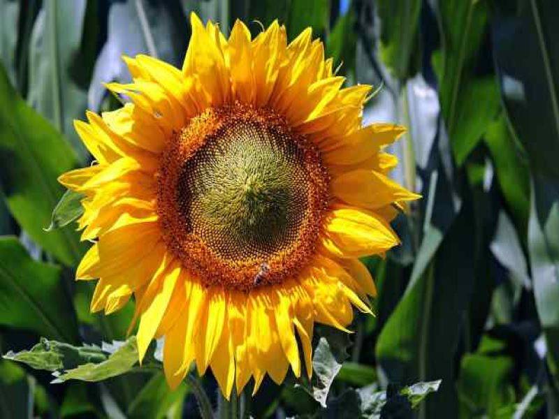 How far apart do you plant sunflowers information