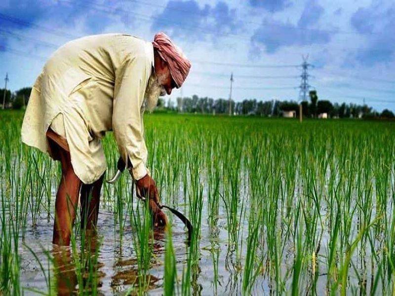 Choose the Varieties of Paddy According to Your Region & Get Maximum Yield