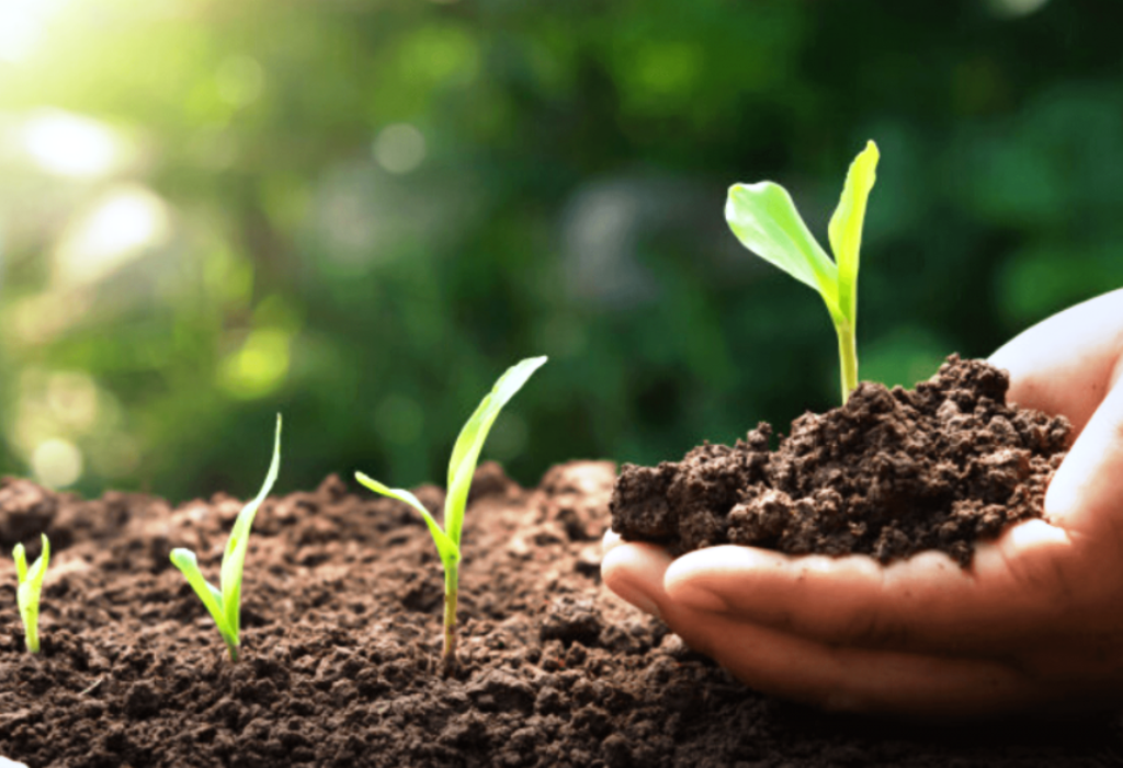 Soil and plant in the hand