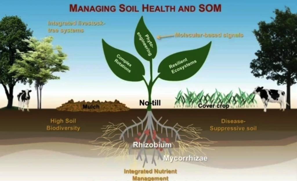 soil