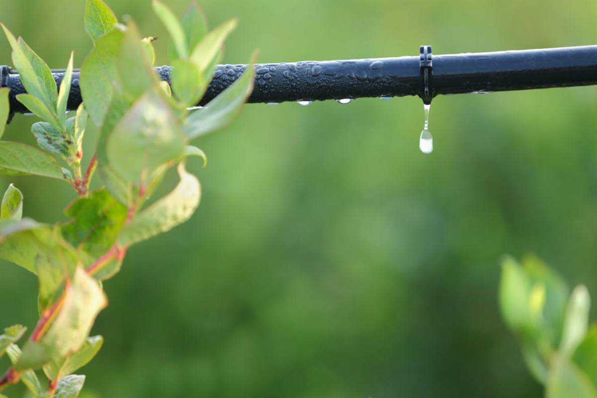 Drip Irrigation Method