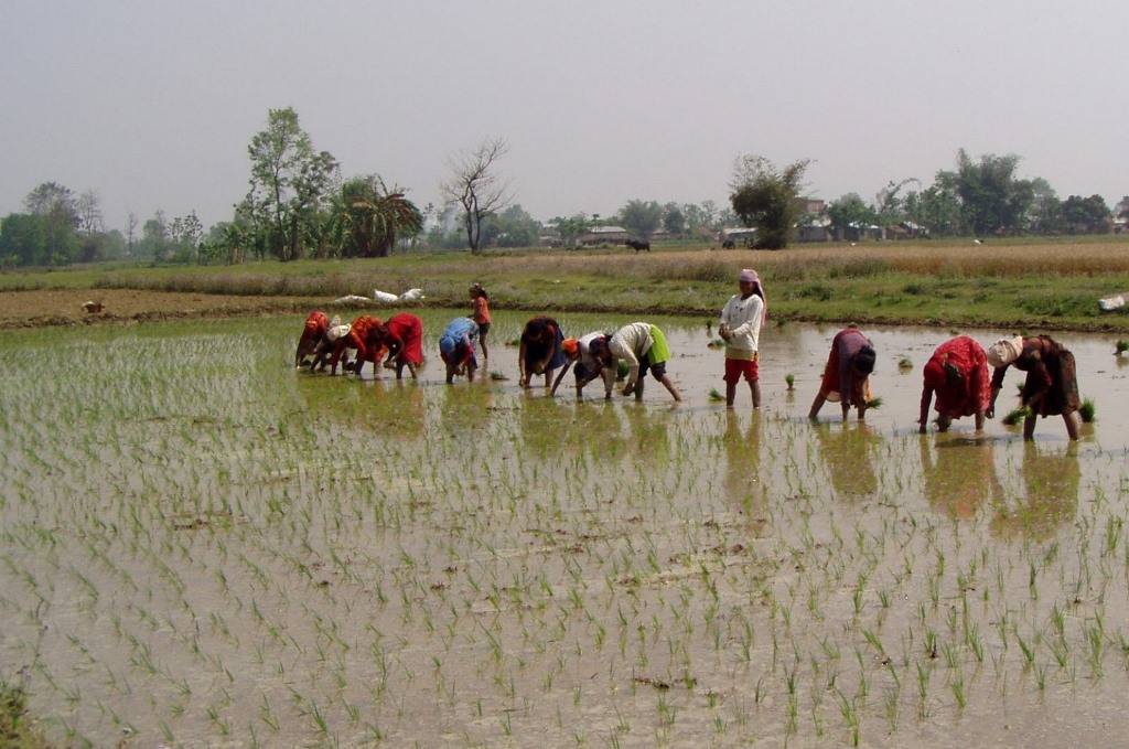 farmers