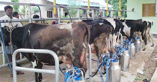 Dairy Farmers are Getting 90% Loan with 30% Subsidy through This ...