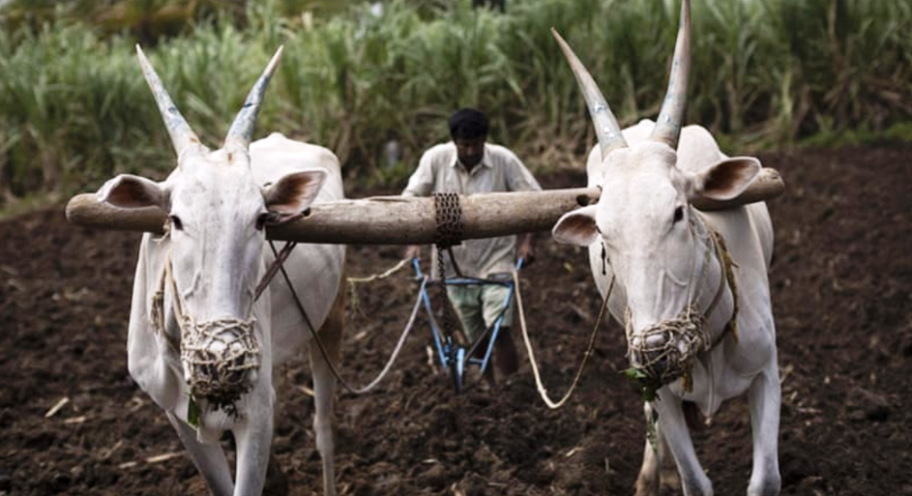 farmers