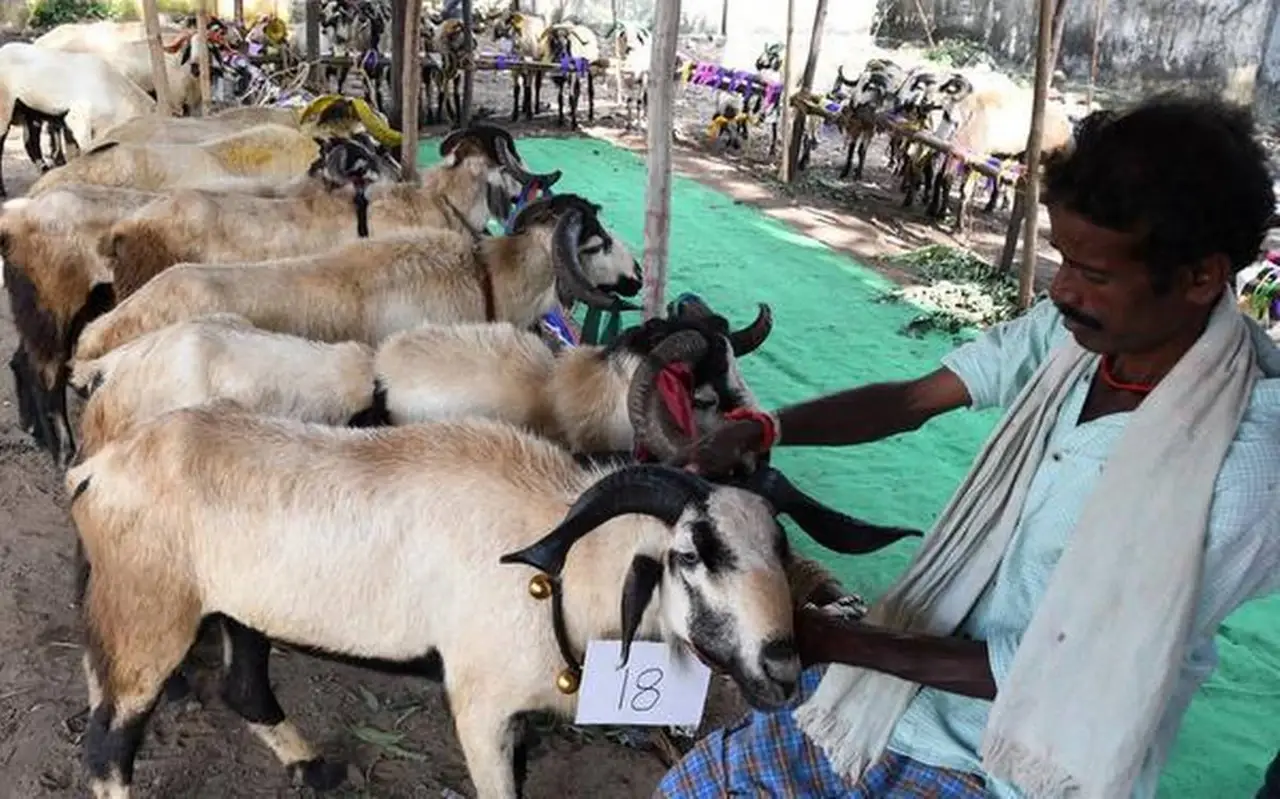 Indian Sheep Farming