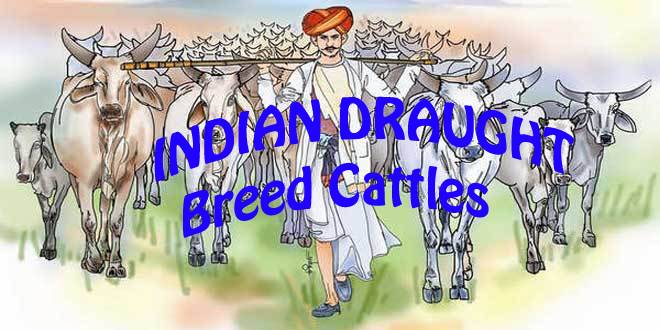 pick-among-these-indian-draught-breed-cattles