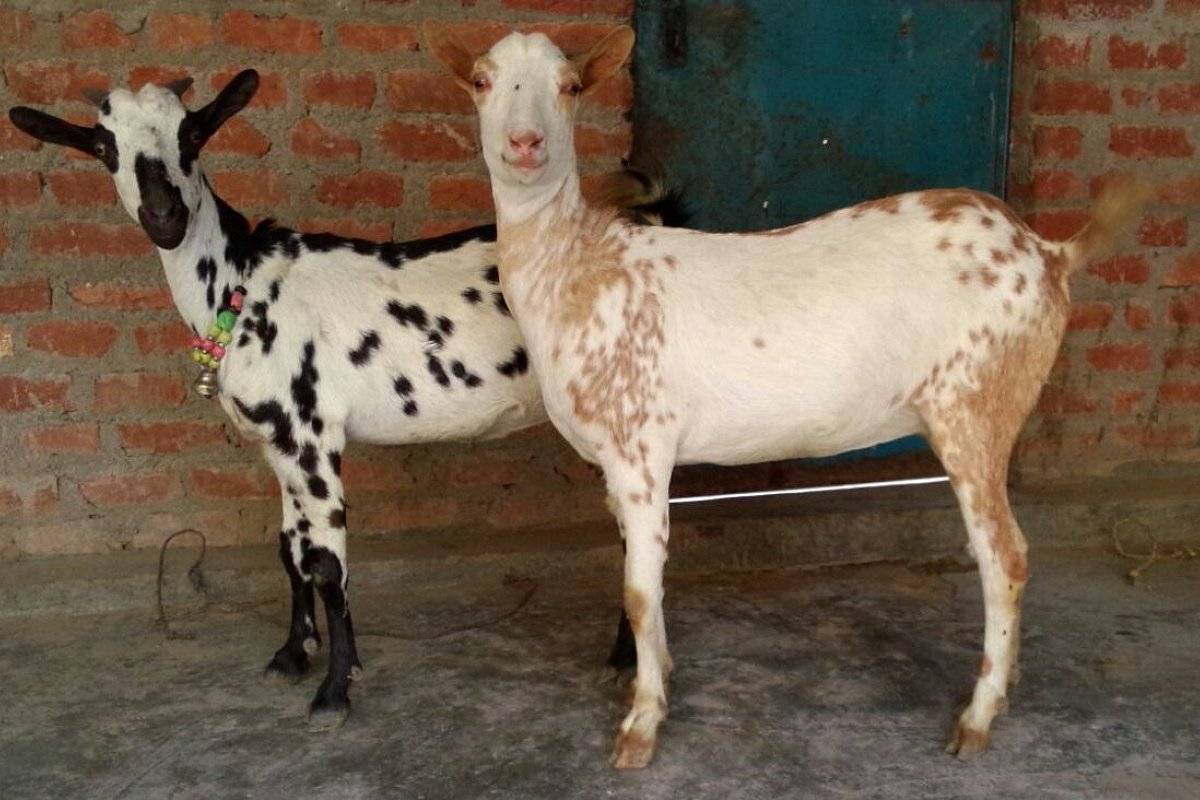 barbari goat