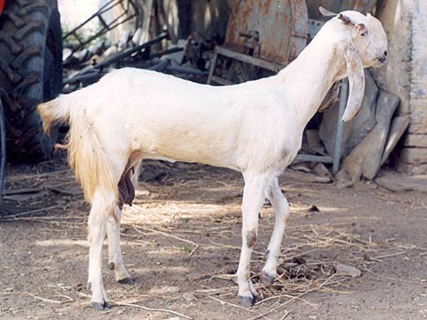Indian Goat Breeds