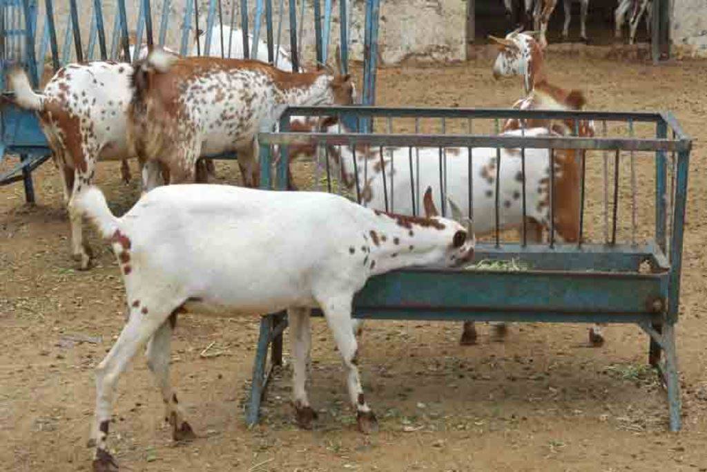 good-news-goat-farmers-new-online-market-place-to-sell-goats