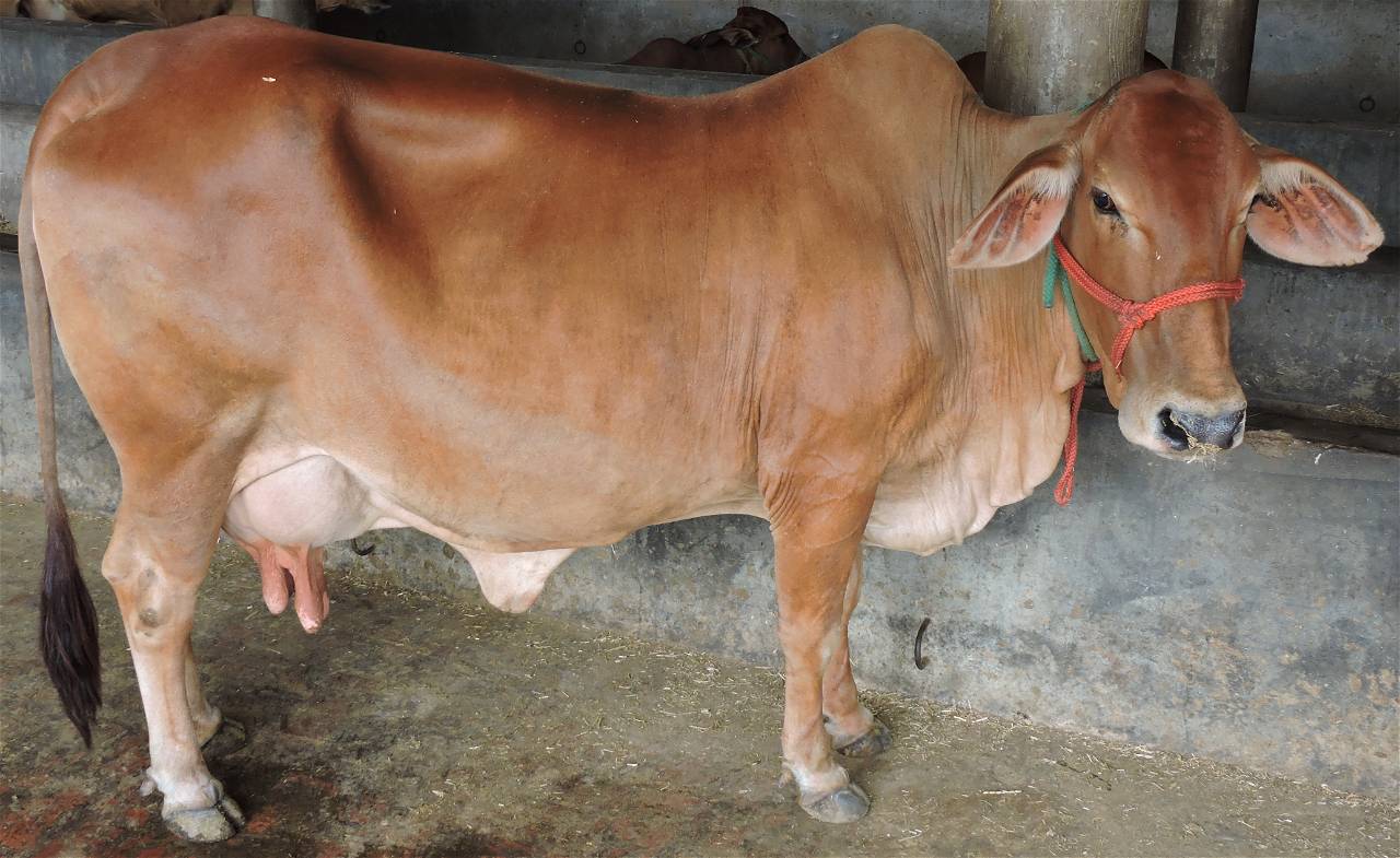 sahiwal cow