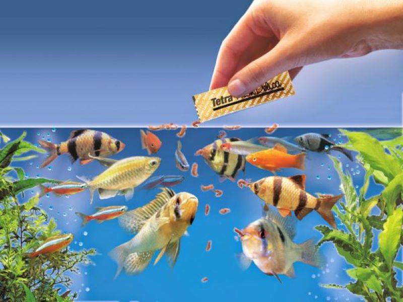 Entretien d'un aquarium de poissons - FooD For Aquarium Fish 600x460