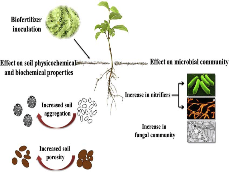 Biofertilizer