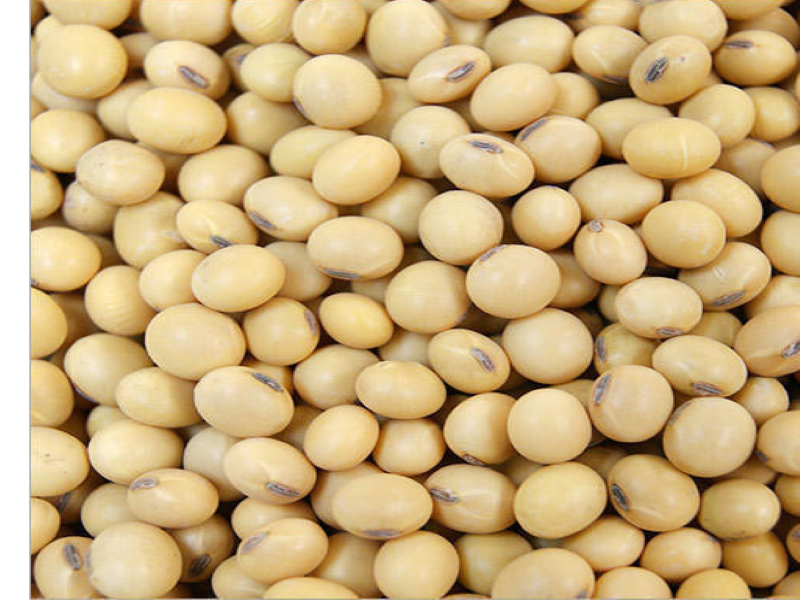 Soyabean