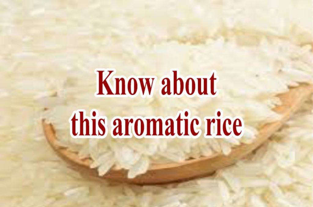 The Cultivation and Health Benefits of Jasmine Rice