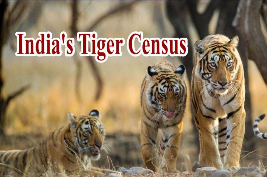 India's 2018 Tiger Census Sets Guinness World Record