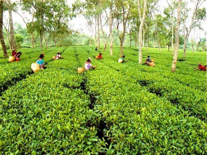 tea farmer