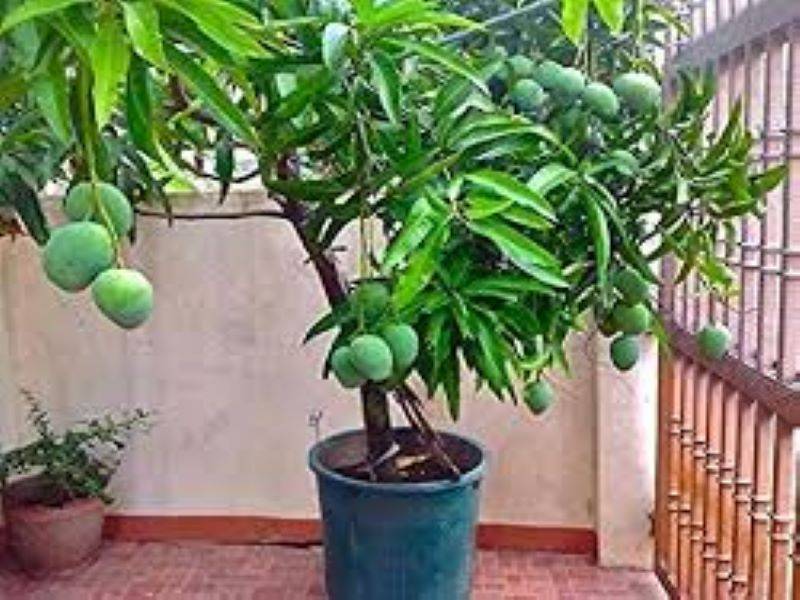 mango tree