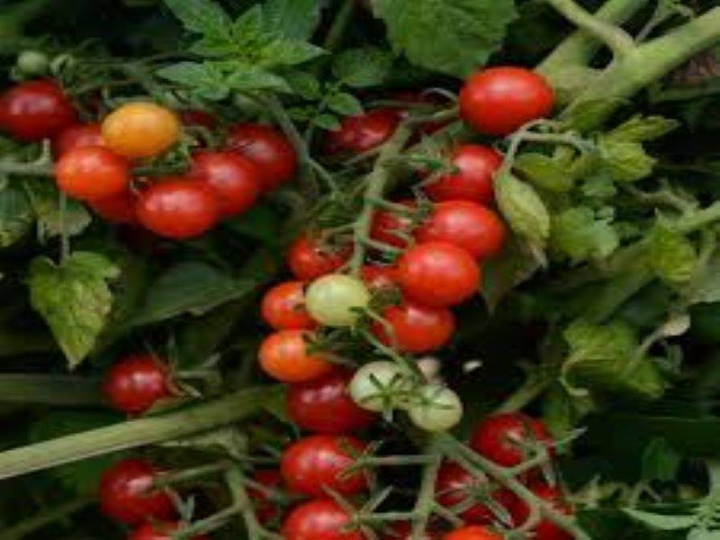 Know how to grow Currant Tomatoes in Your Backyard