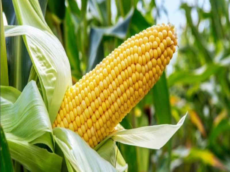 maize