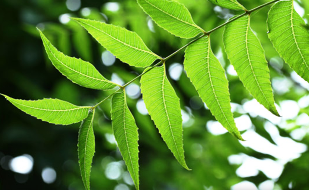 Eco Friendly Pesticides Know About The Benefits Of Neem Oil Manure