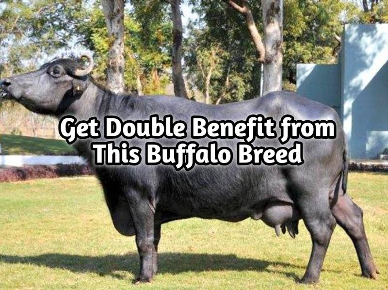 Best Buffalo Breed for Highest Milk Production &