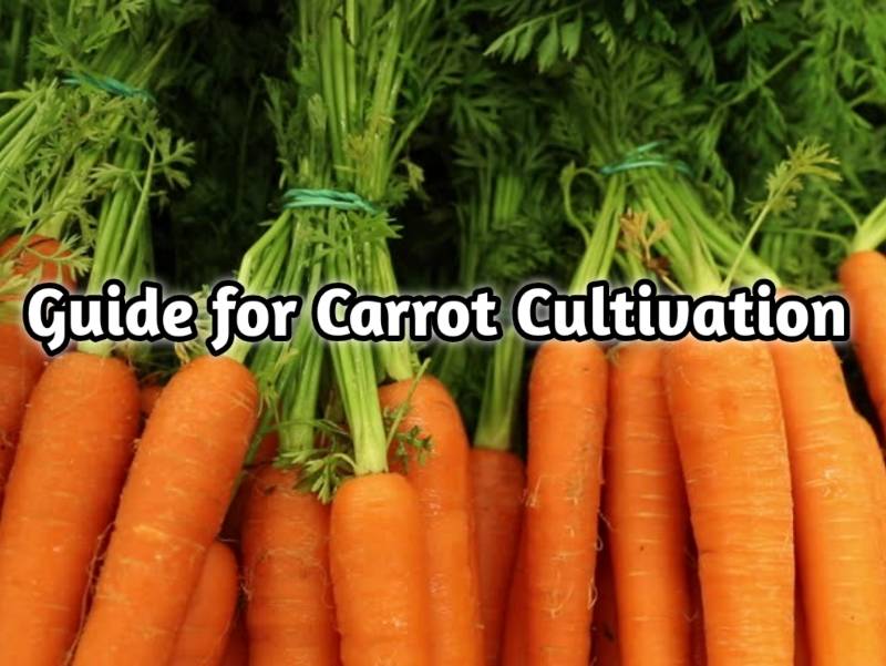 Carrots are the best crops to grow in August; Read full details of how ...