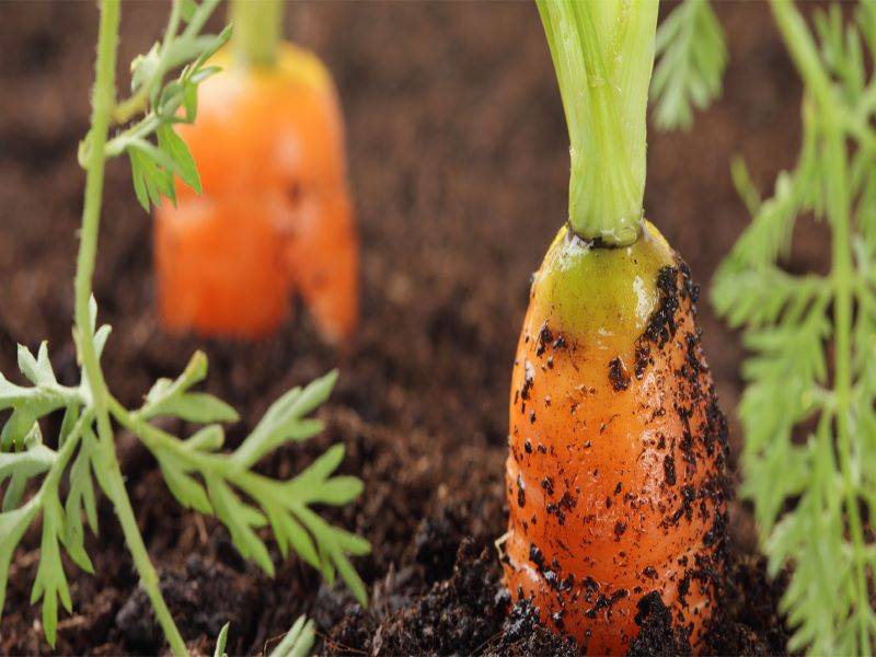 best weather conditions to grow carrots