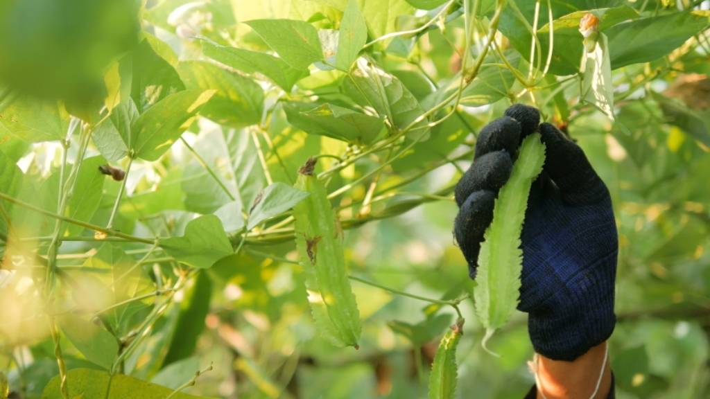 Winged Beans Cultivation