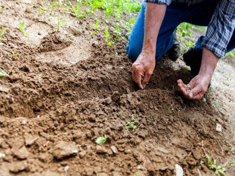 planting man