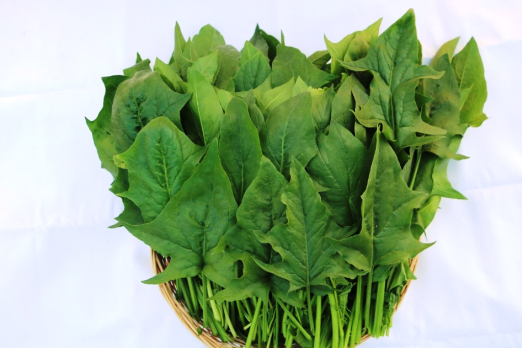 spinach variety