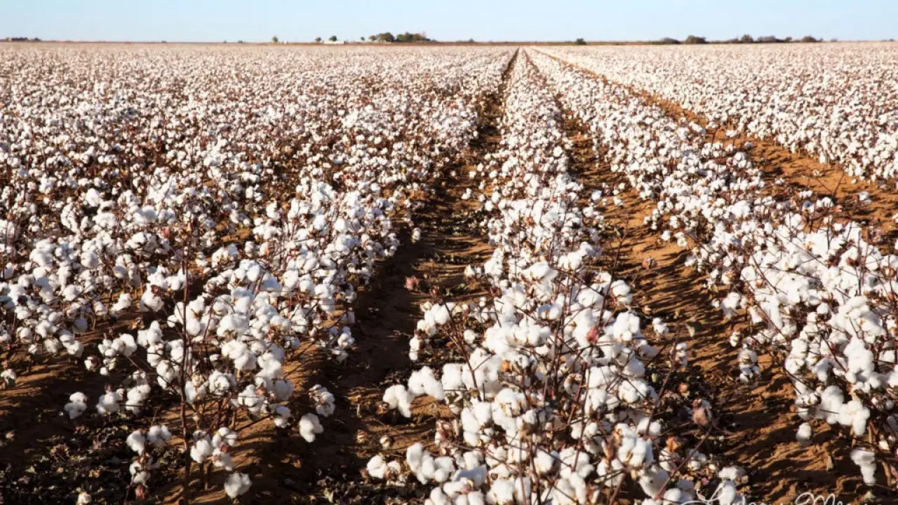 cotton cultivation