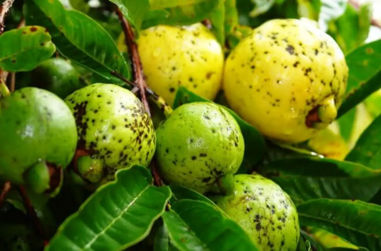 guava wilt