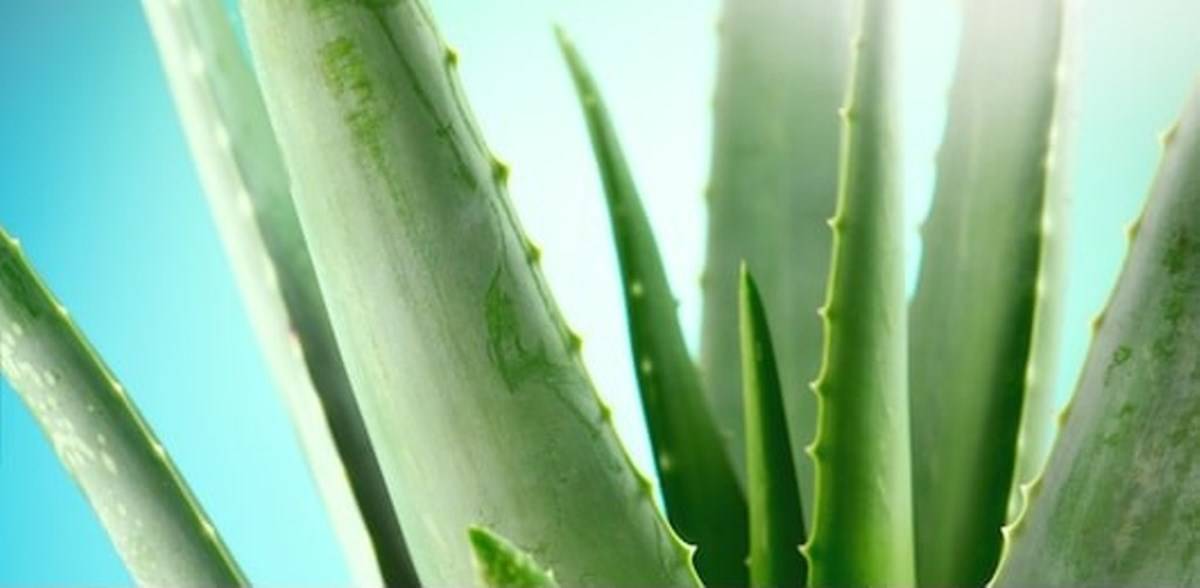 Aloe Vera Cultivation Guide
