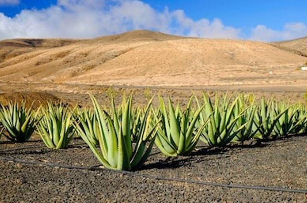 Aloe Vera Cultivation