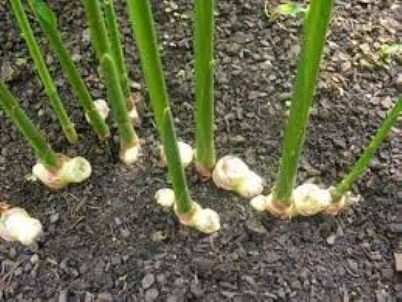 ginger plant