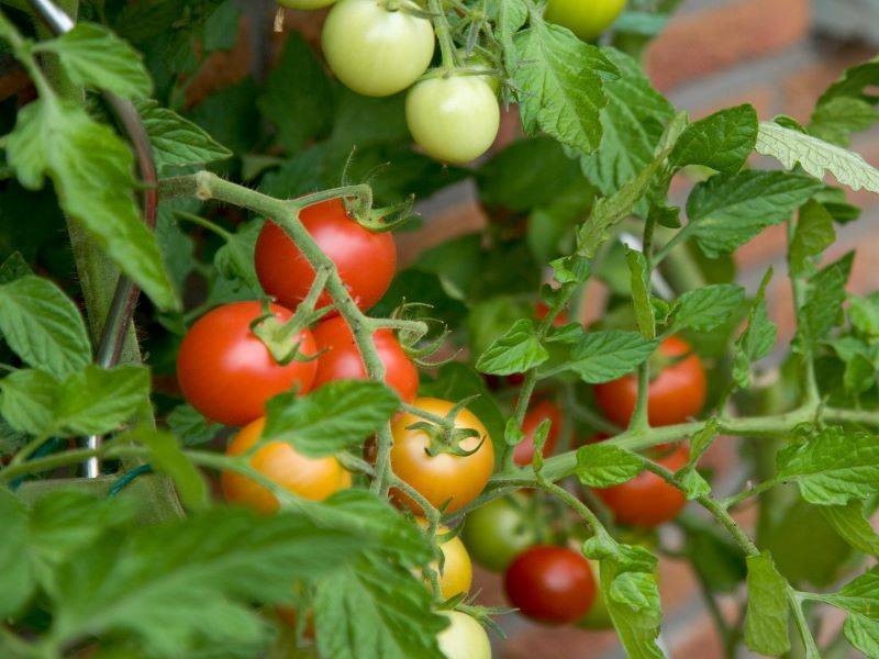 tomato timer free download