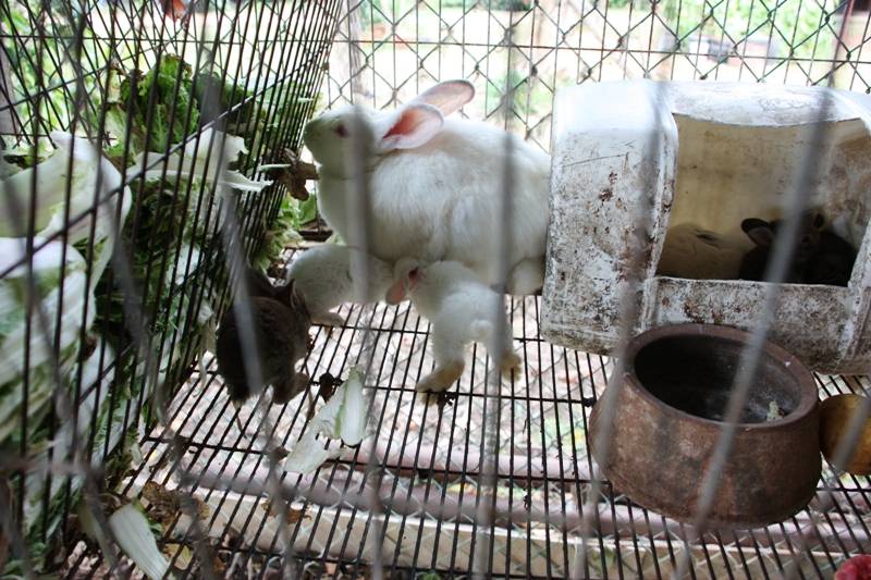 Rabbit Breeding