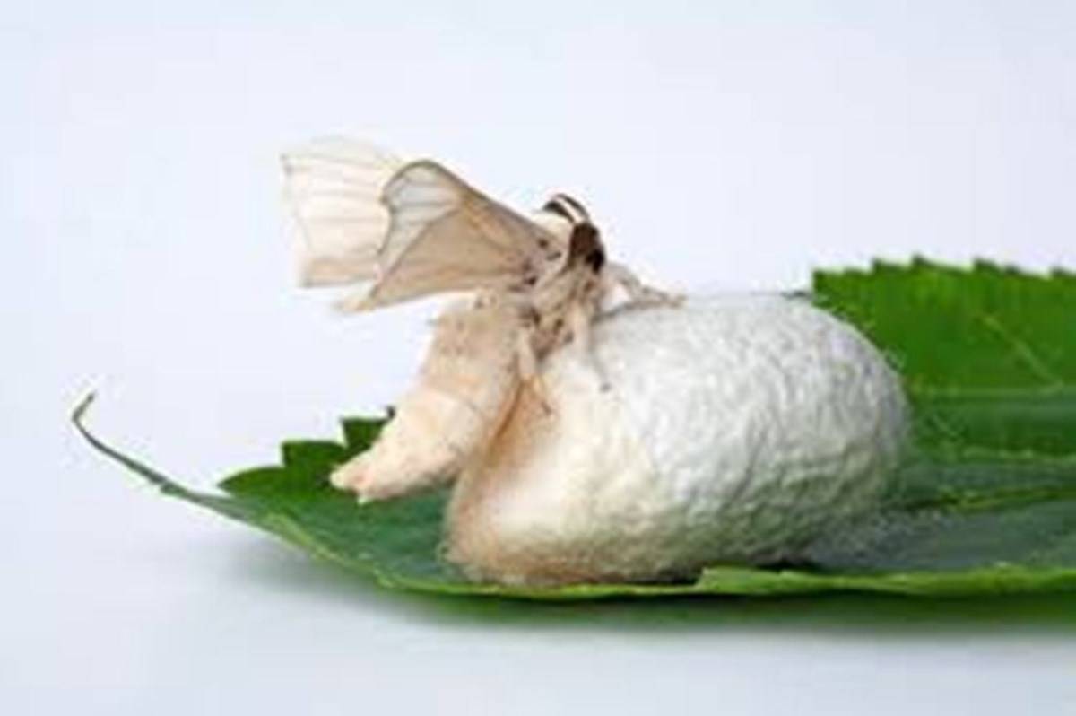 Silkworm