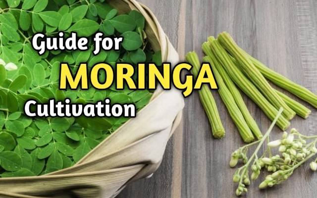 Tips For Productive Moringa Cultivation