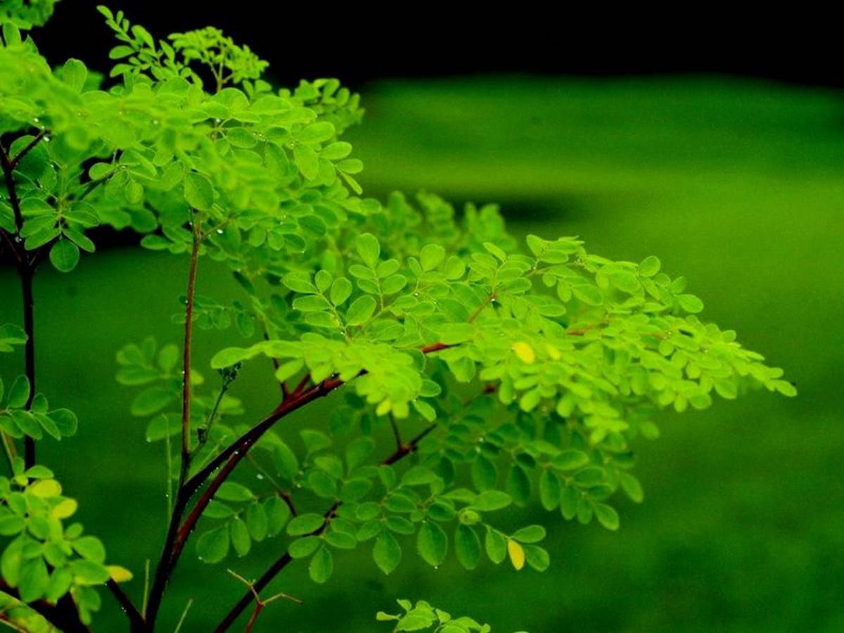 Tips for Productive Moringa Cultivation