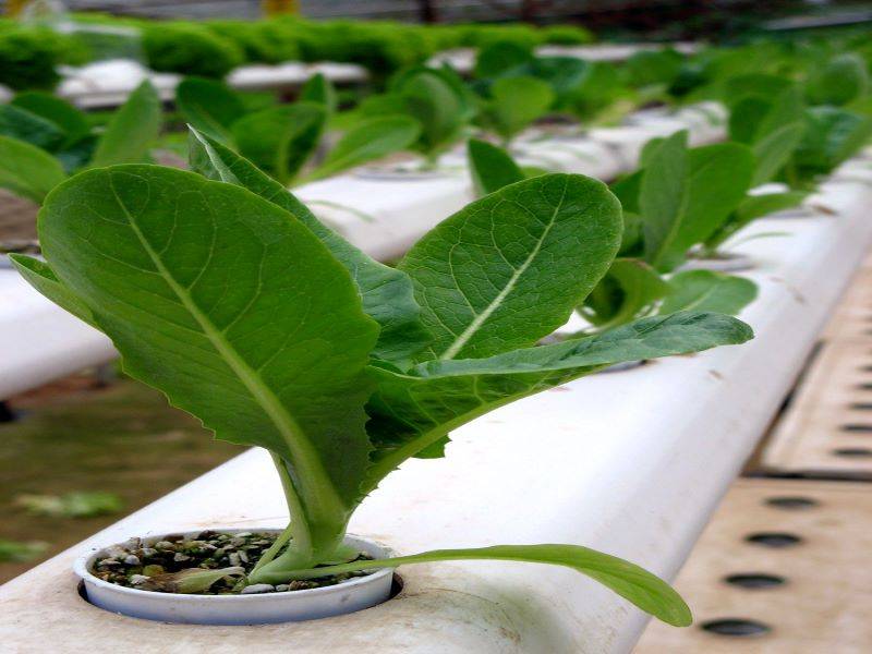 cabbage plant