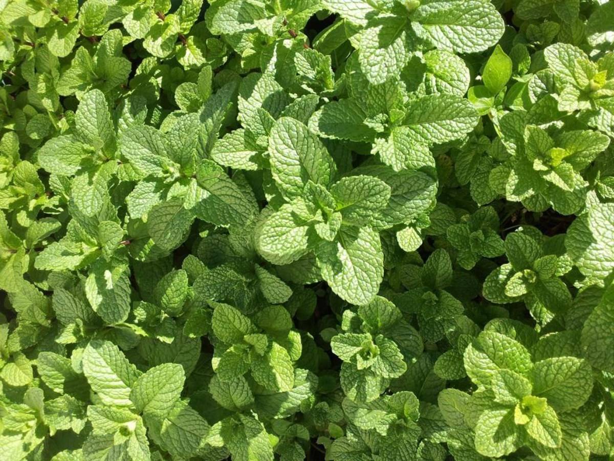 Interesting Facts about Mentha (Pudina) Plant You Must know