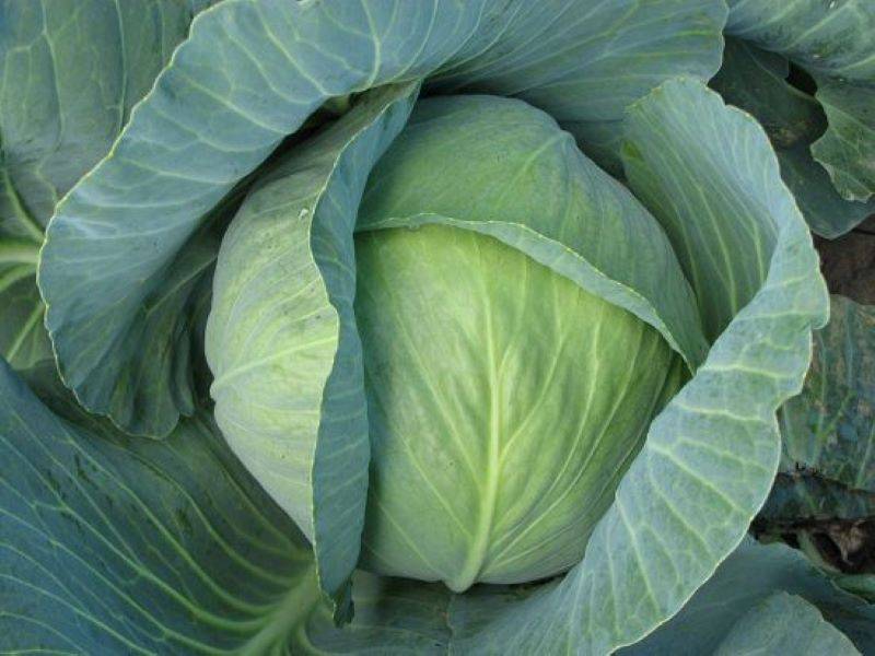 cabbage