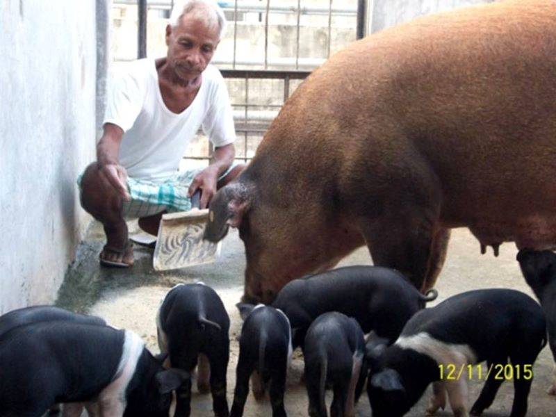 pig farmer