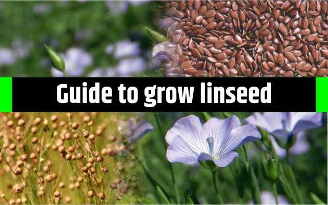 A Complete Guide On Flaxseed Cultivation