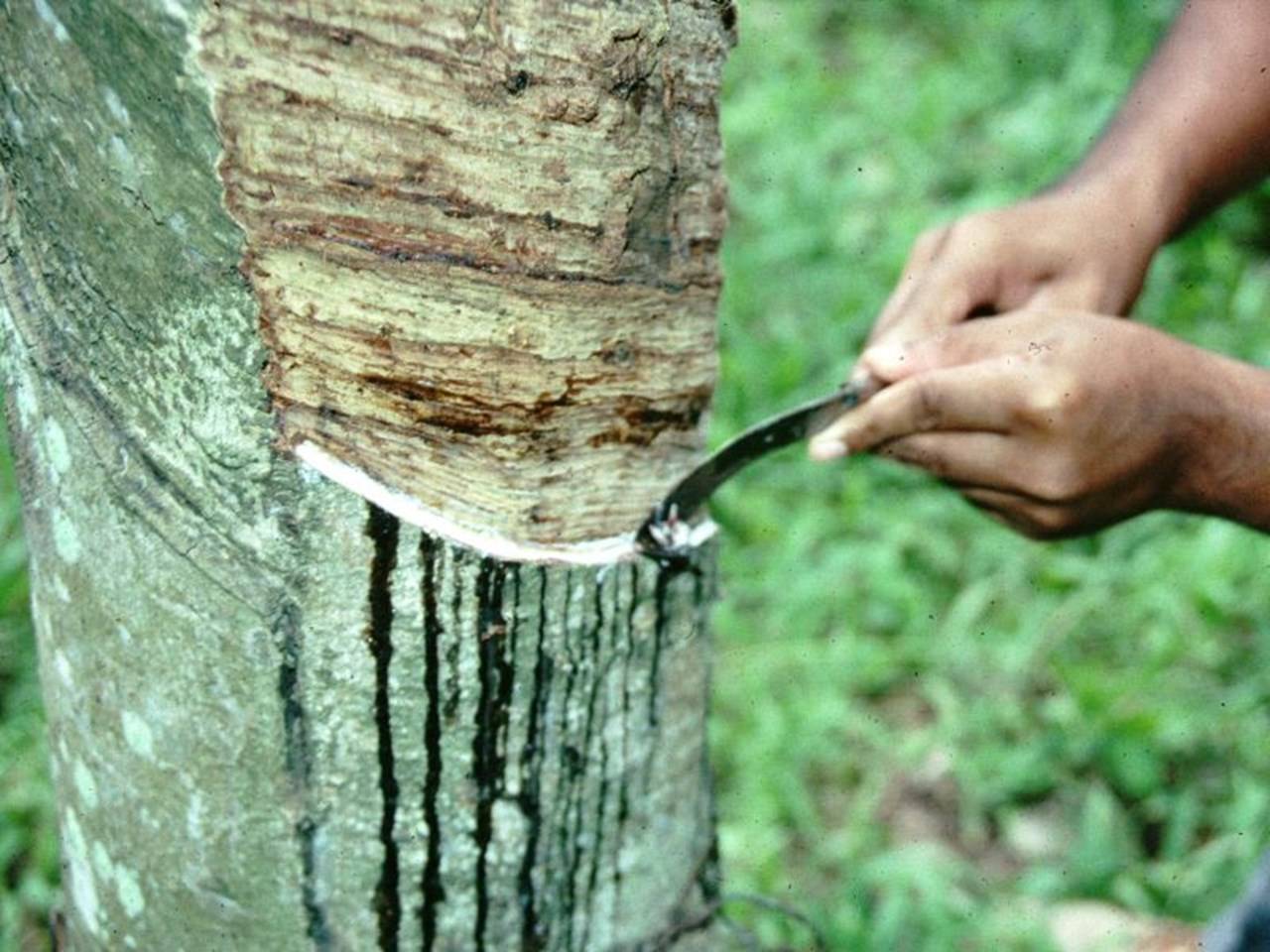 rubber cultivation in india