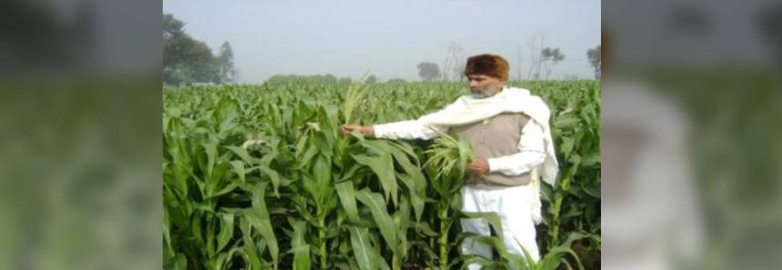 Babycorn Cultivation