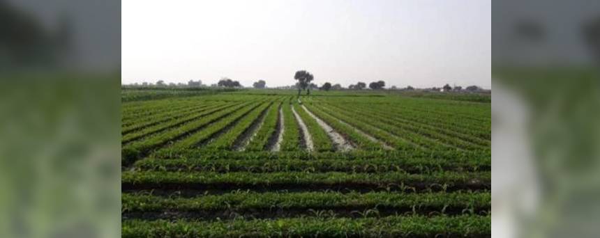 Inter cropping of baby Corn with Methi