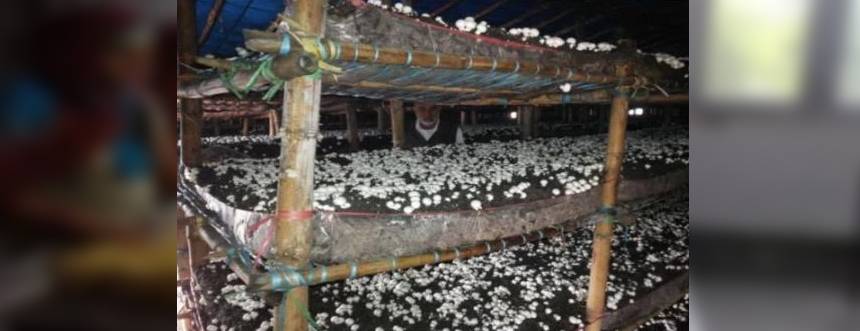 Mushroom Farming in Seasonal Huts